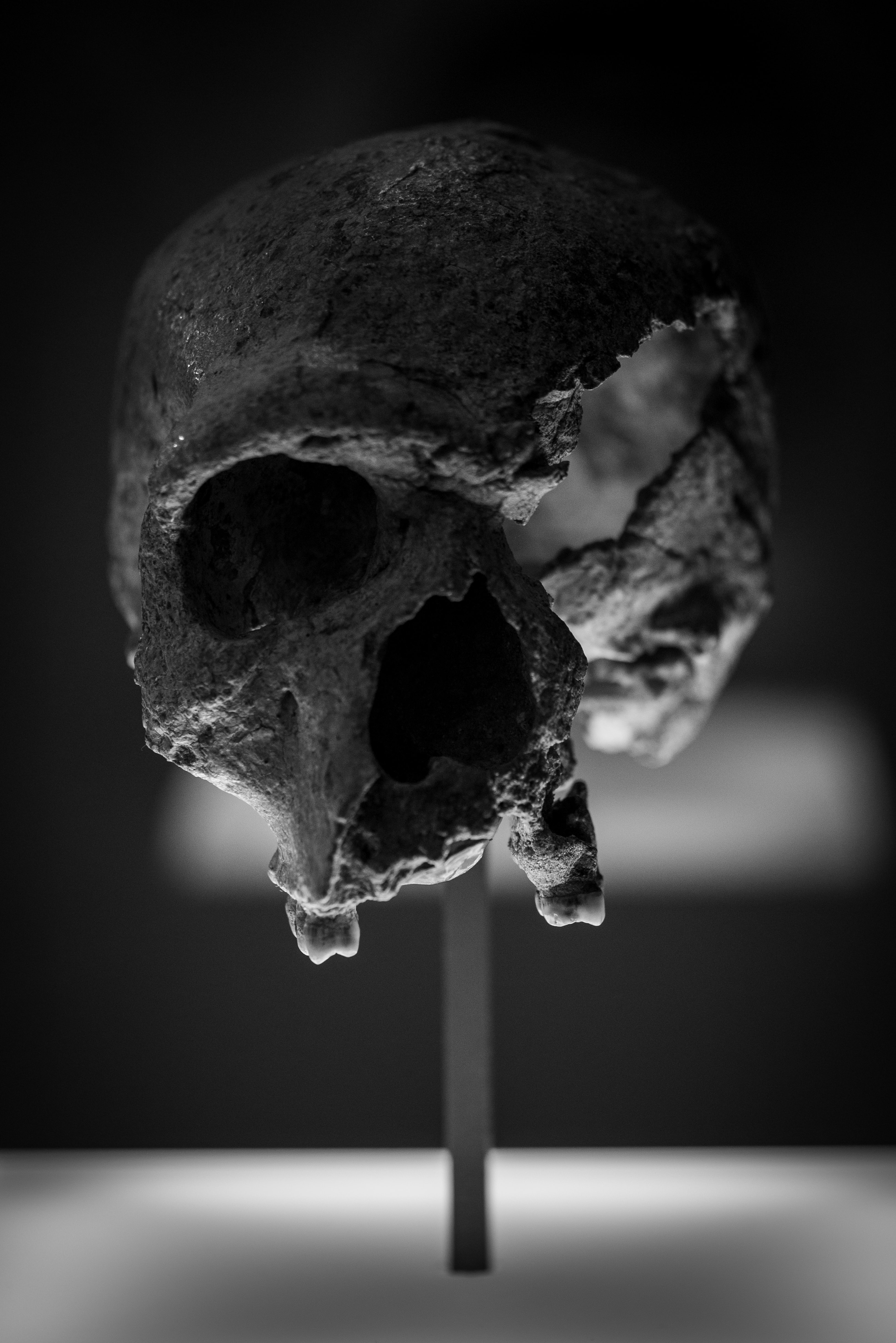 Image description: Old skull on wooden pole, missing jawbar, and has a chunk bone missing off of their left eye that lets you see inside of the skull's head slightly.